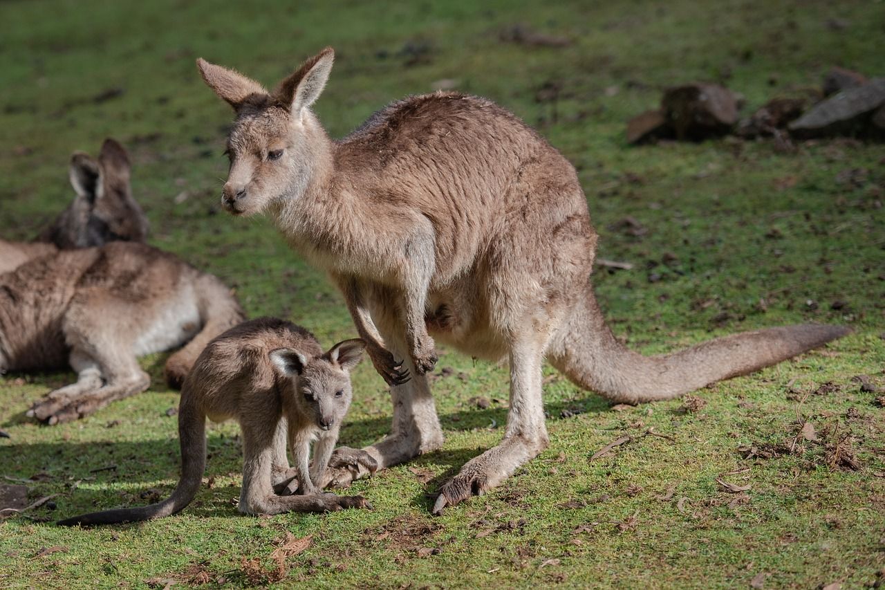 🦘 30 procent av Australiens yta ska bli naturreservat