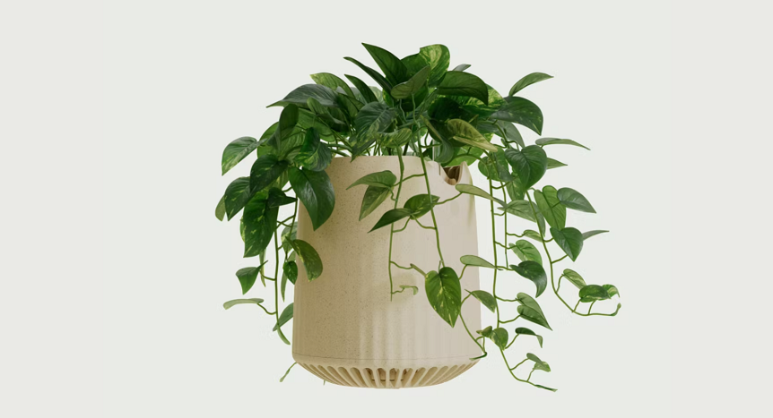 🌿 Genmodifierad växt är 30 gånger bättre på att rena luften