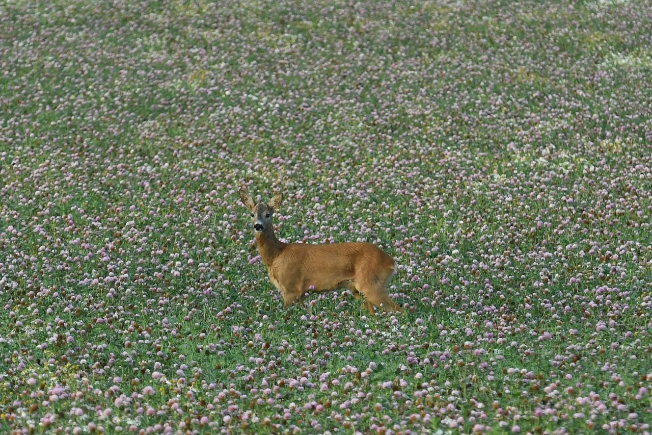 🦆 Miljöskydd för halva priset