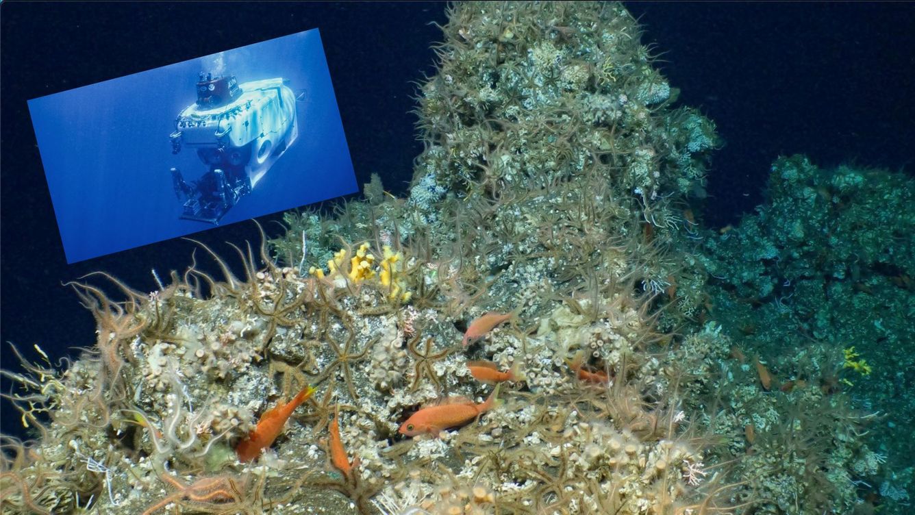 🐠 Nytt korallrev upptäckt vid Galapagosöarna