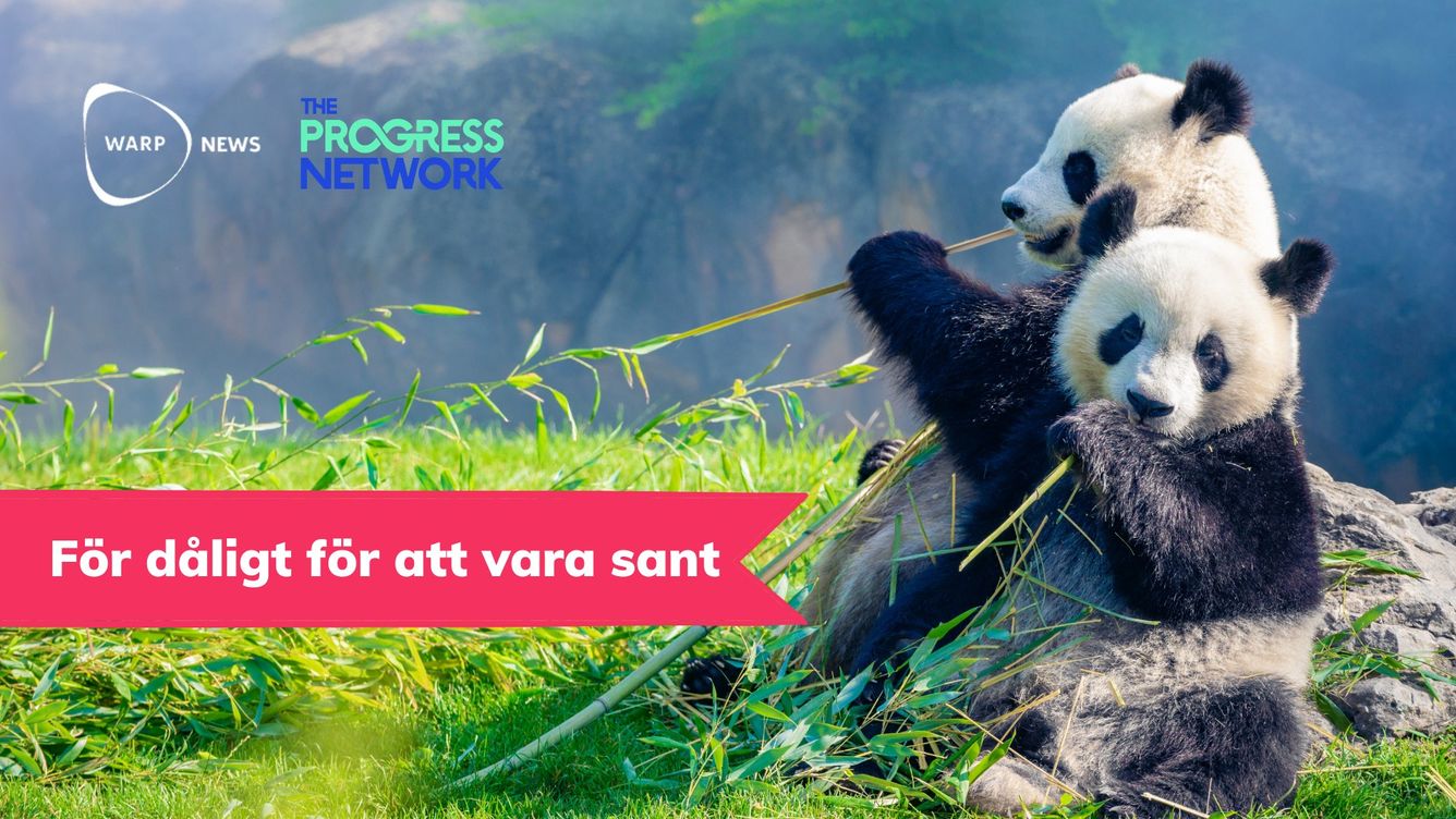 🐯 Granskning: Det pågår inget sjätte massutdöende