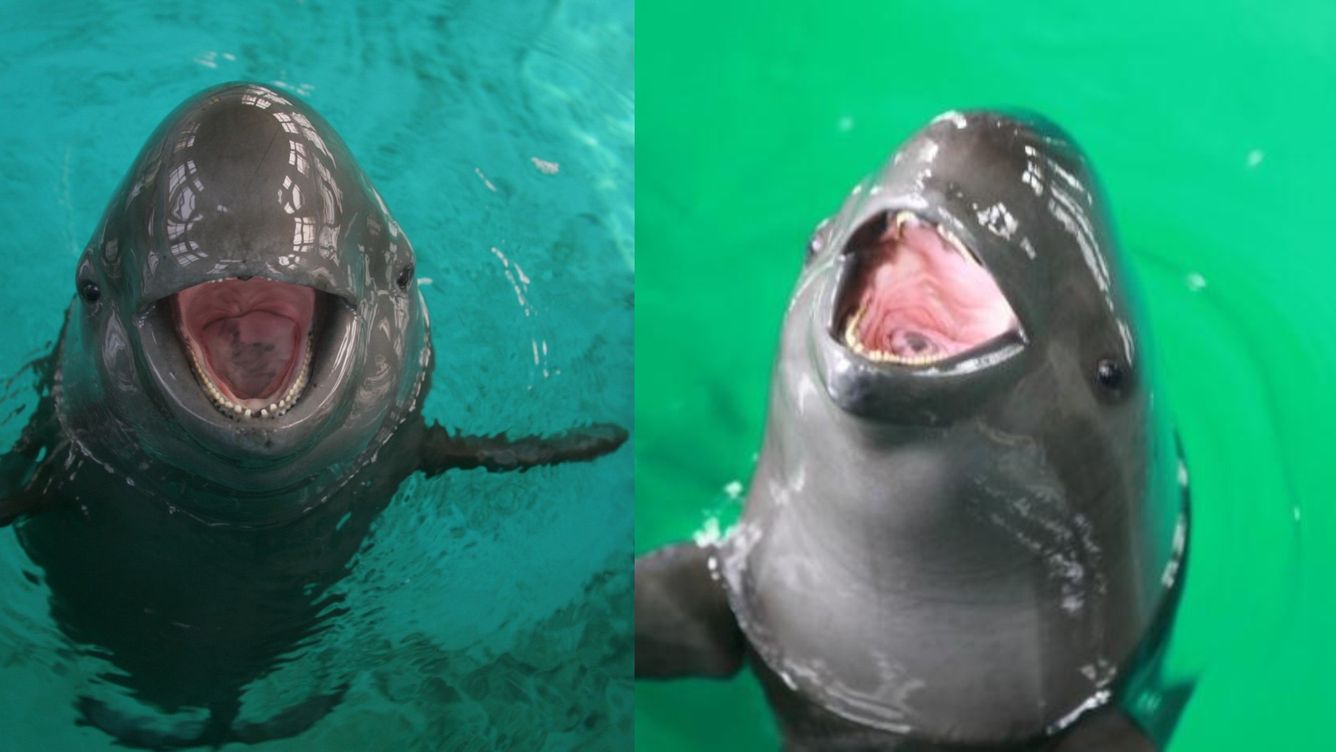 🐬 Utrotningshotad tumlare på väg mot återhämtning