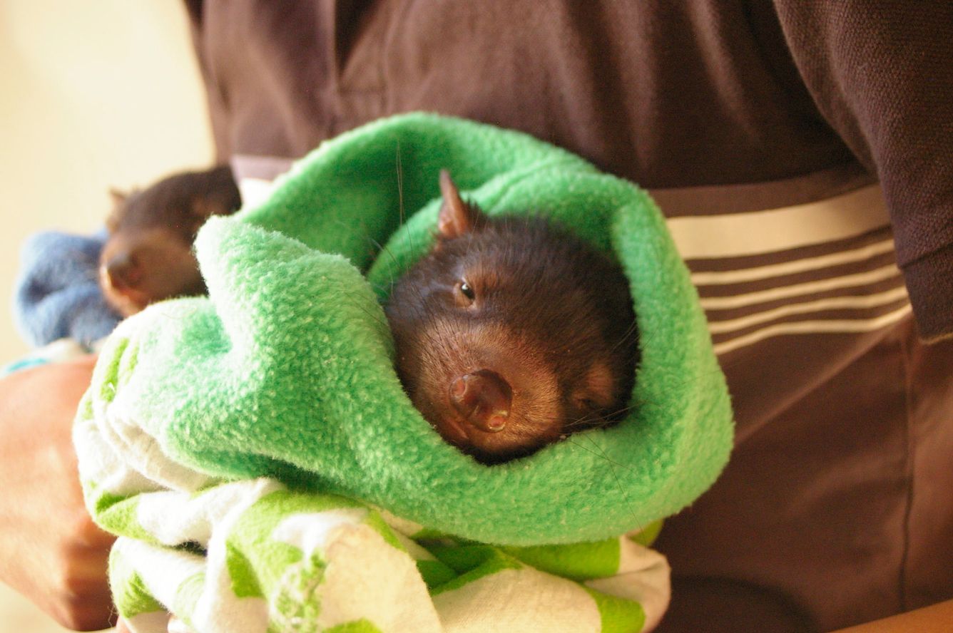 😈 Den femhundrade tasmanska djävulen föds i Barrington Wildlife Sanctuary