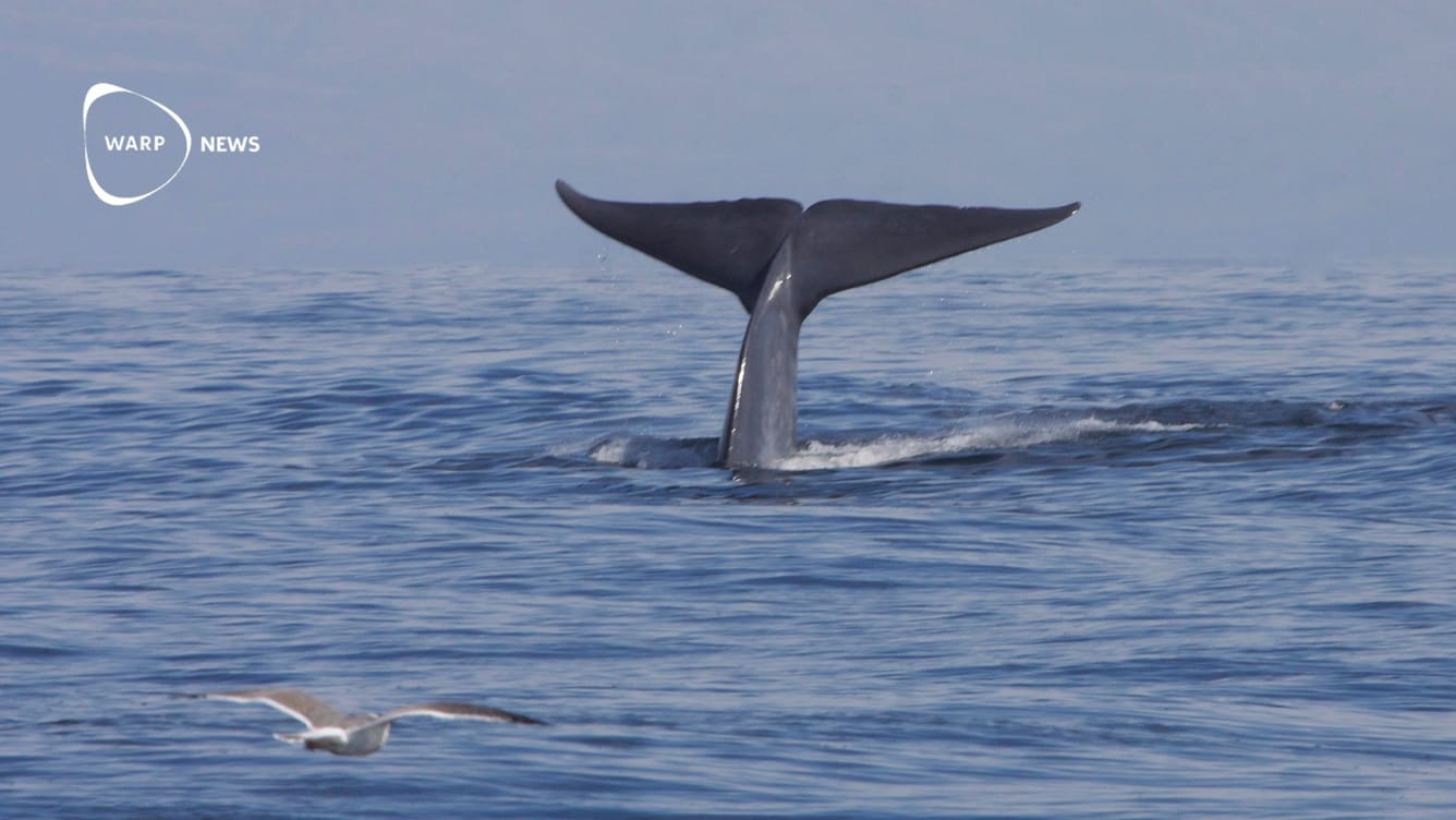 🐳 Blåvalar återvänder till Indiska oceanen