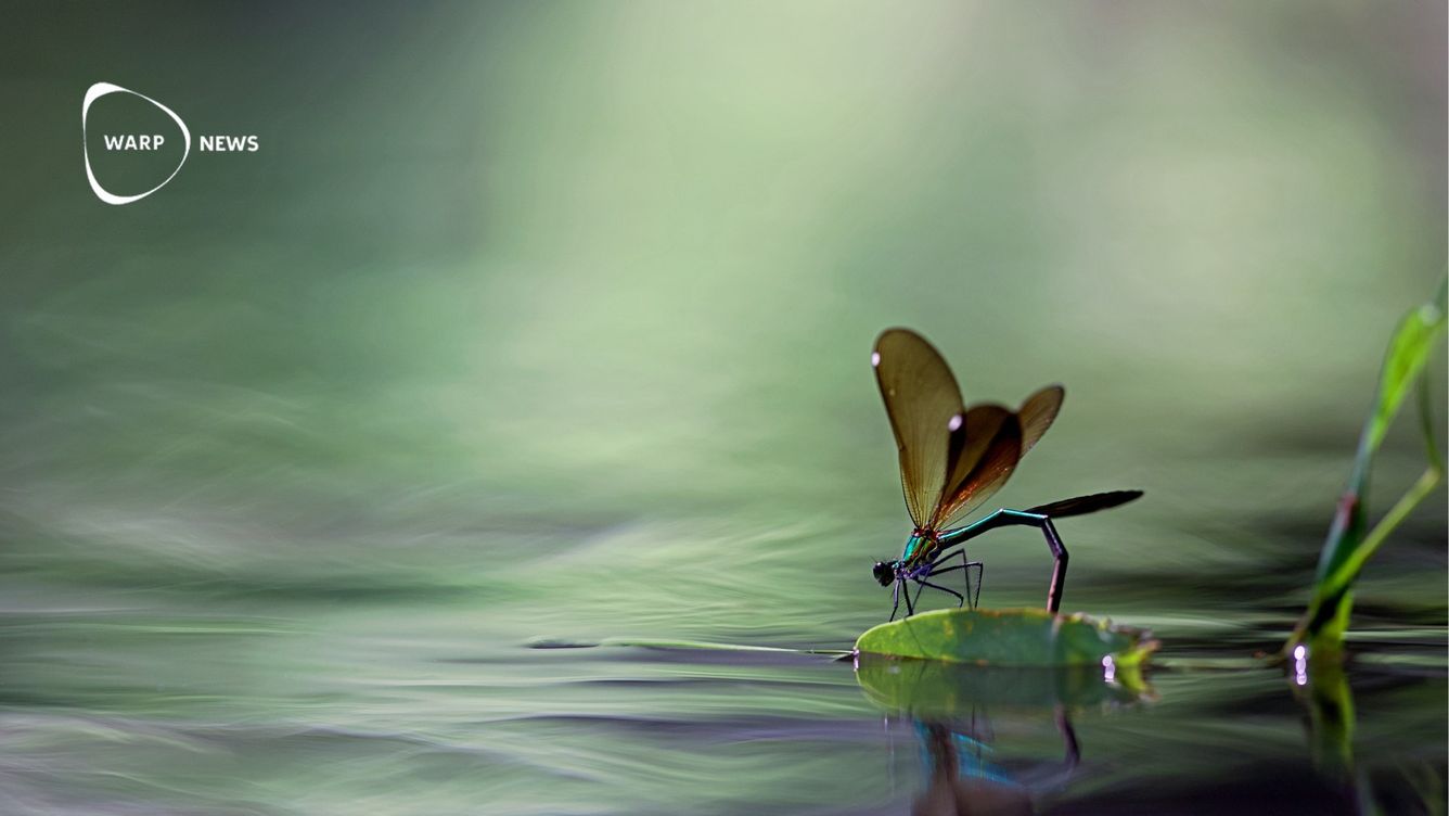 🦋 Ökad mångfald av insekter i Englands floder - högsta på 30 år