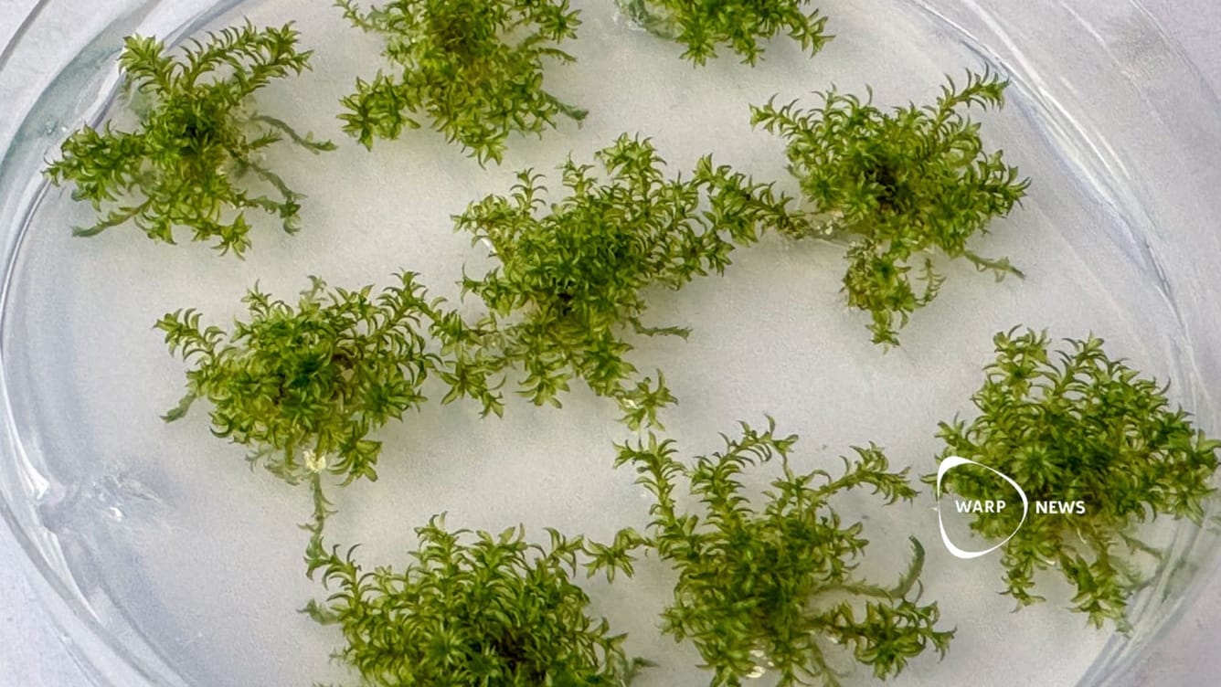 🌱 Vi är nära att skapa det första artificiella växtgenomet