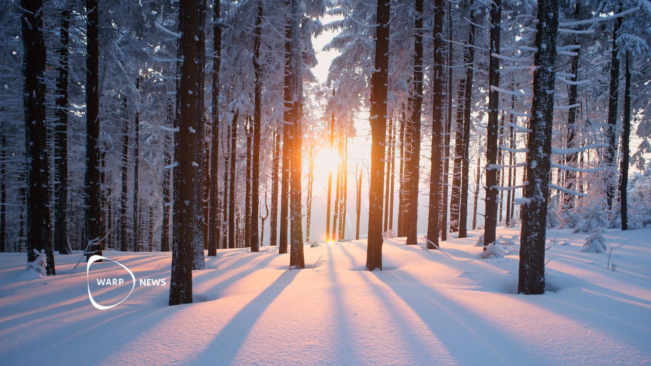🌲 Från förlust till återhämtning: Skogarna växer igen