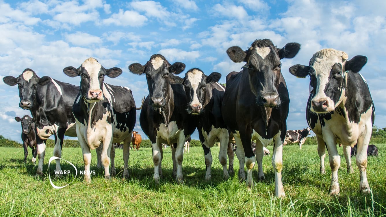 🥛 Genmodifierade kor kan producera mjölk med insulin i