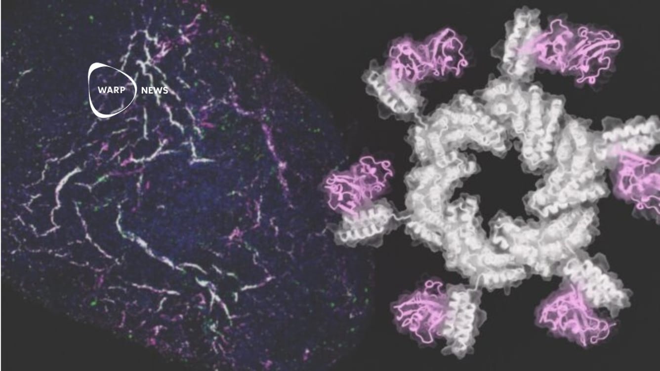 🦾 AI-designade proteiner fungerar i stamcellsstudie