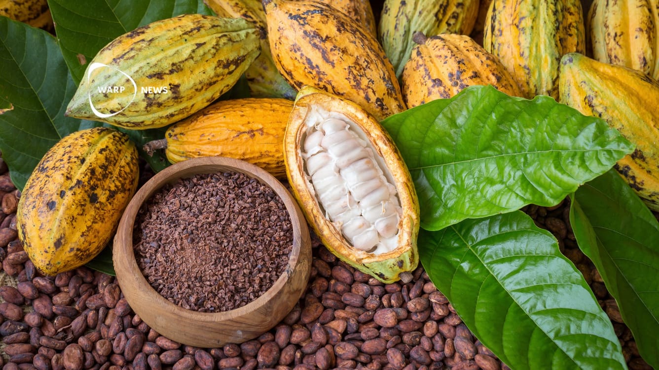 🍫 Genombrottet: Choklad utan socker är inte längre en bitter dröm