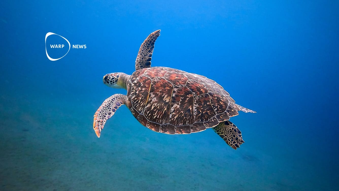 🐢 Havssköldpaddor i Brasilien blir friskare när vattenkvaliteten förbättras