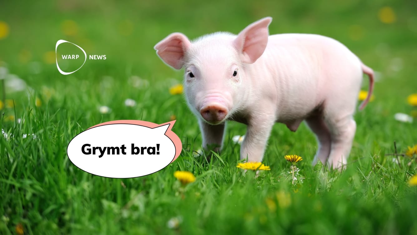 🐷 AI tolkar grisars läten för att förbättra deras välmående