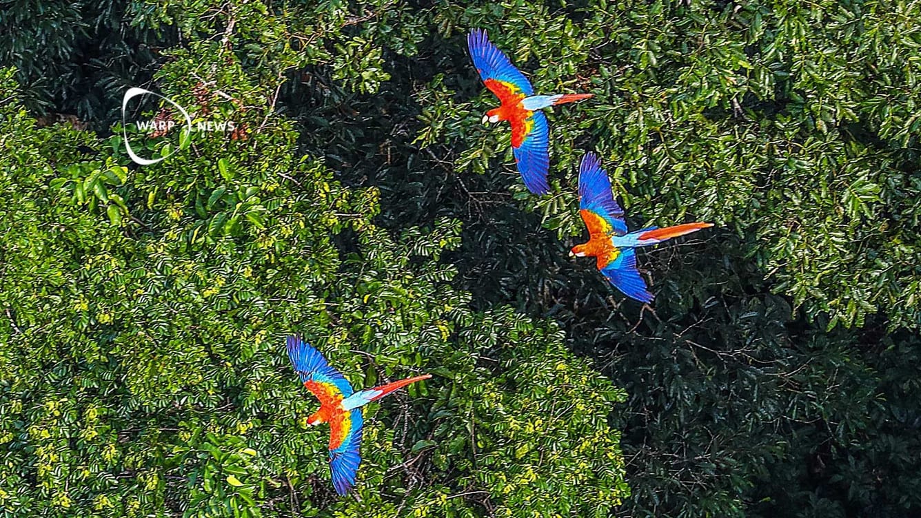🌳 Avskogningen i Amazonas minskar med 30%
