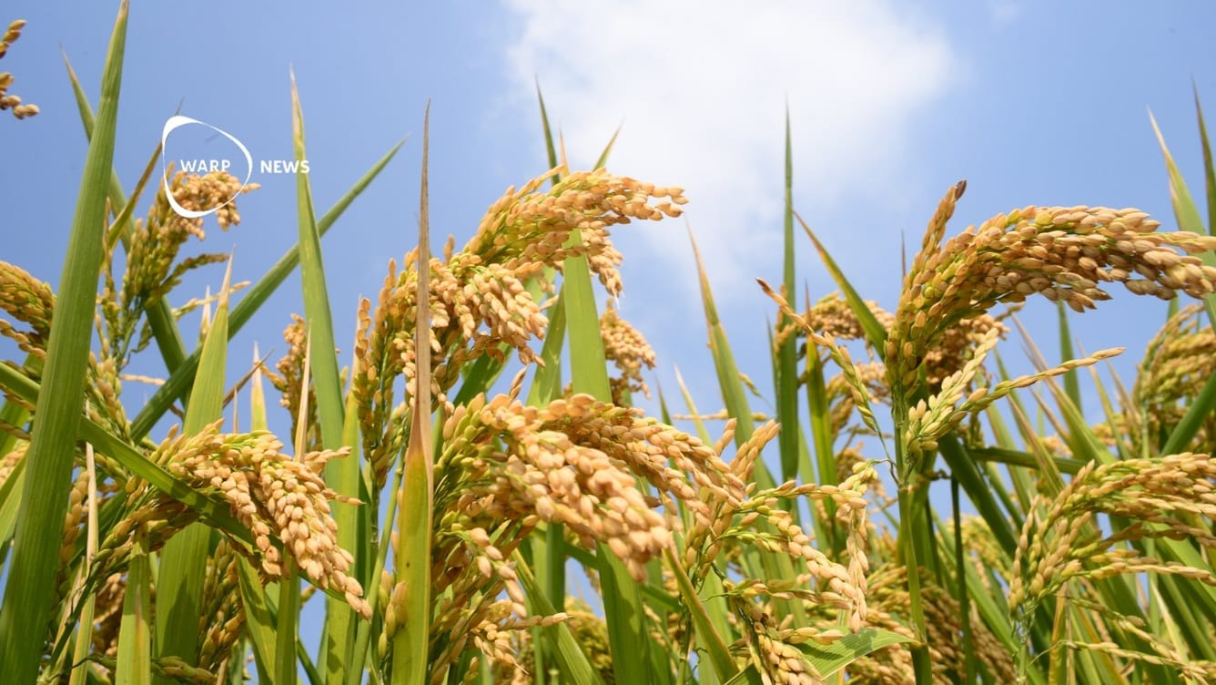 🌾 Rekordår för global matproduktion 2024