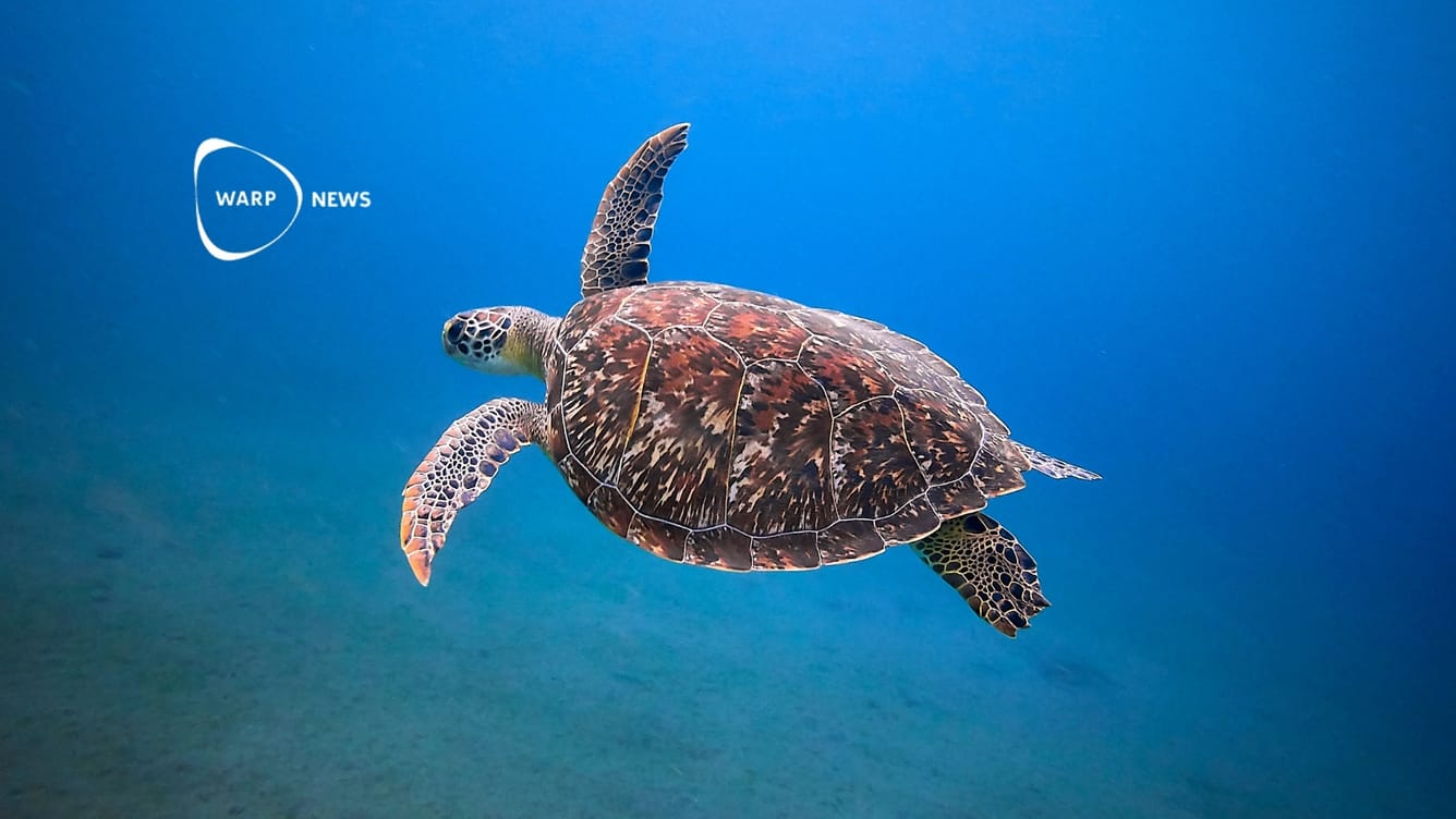 🐢 Havssköldpaddor ökar i antal