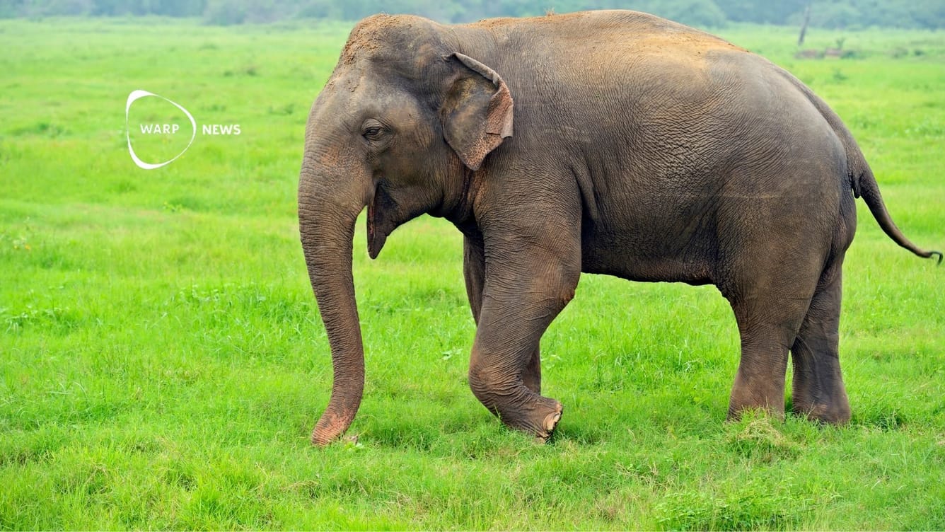 🐘 Tjuvjakt på elefanter minskade med 50 procent efter Kinas elfenbensförbud