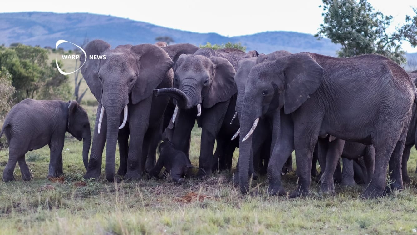 🐘 Antalet afrikanska skogselefanter uppjusteras med 16 procent
