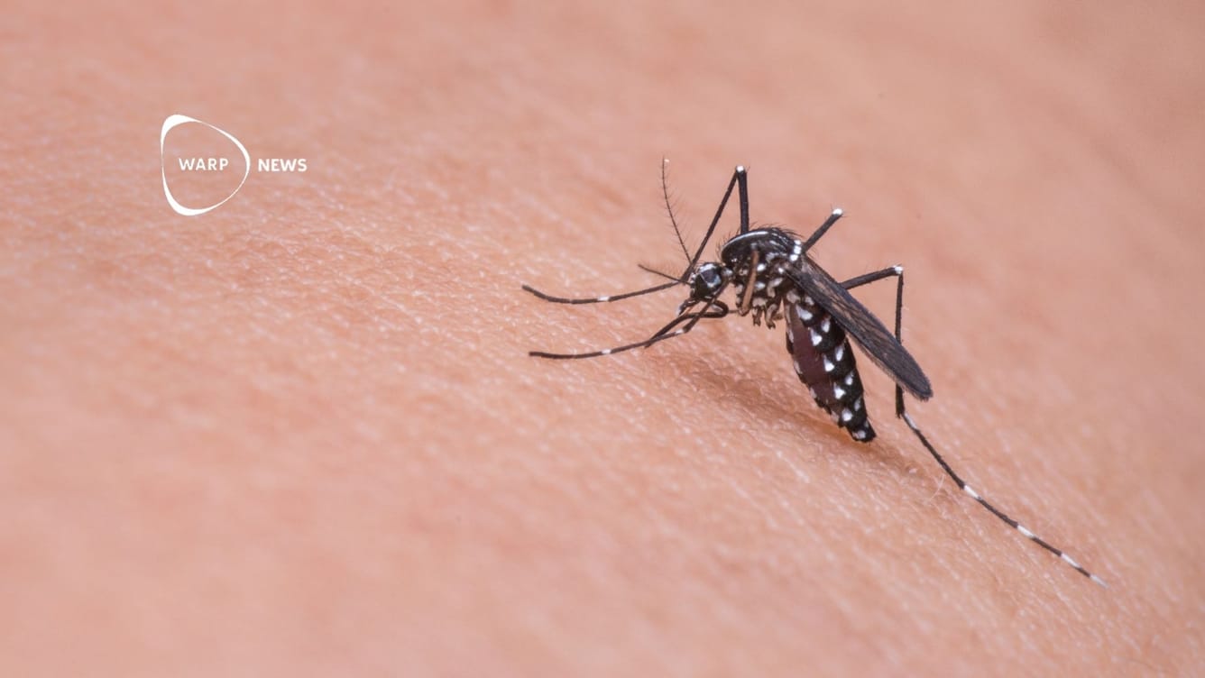🦟 Forskare lyckas skapa myggor som blockerar malaria