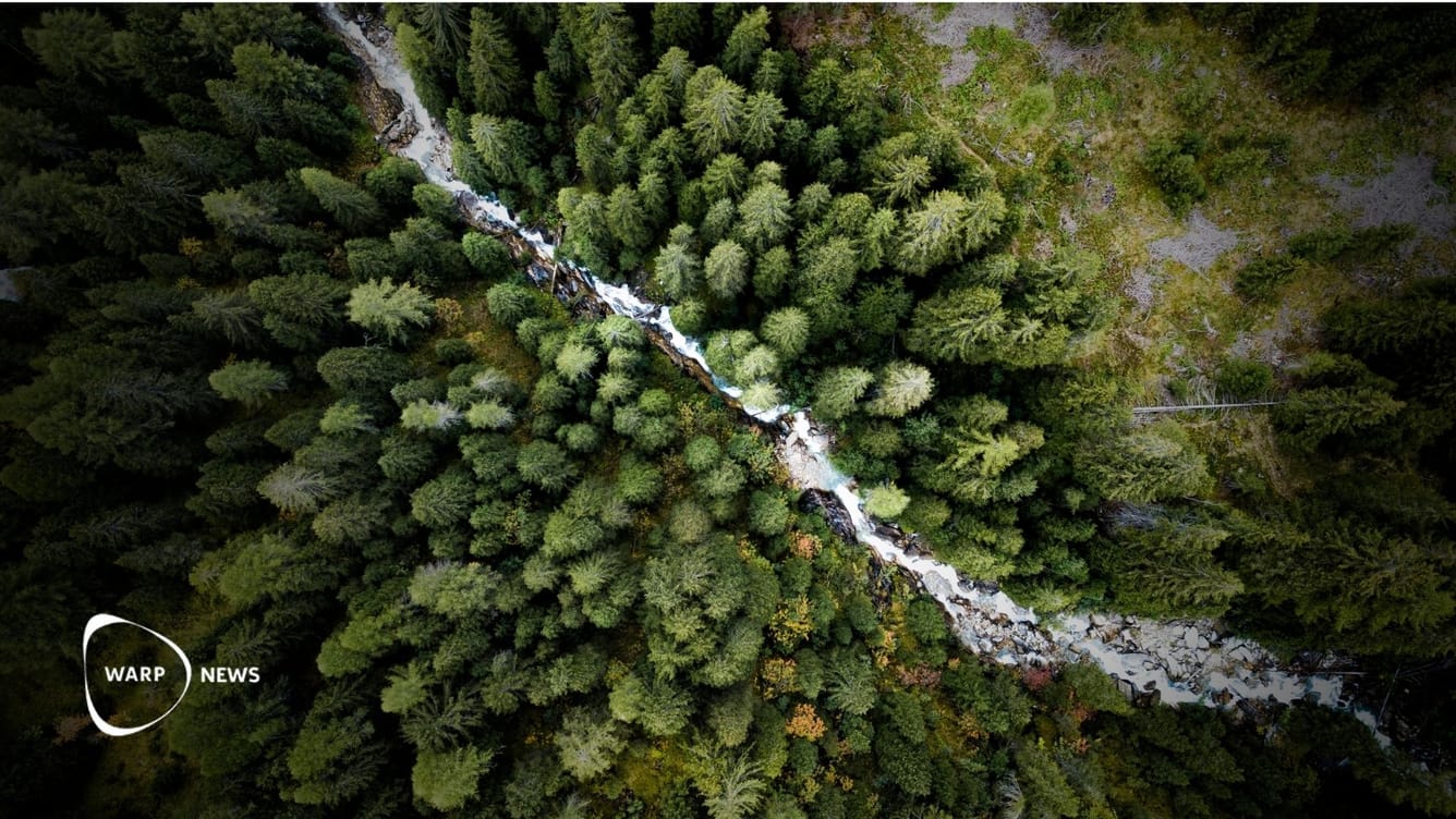 🌲 Avskogningen bromsar in – skogen breder ut sig i allt fler regioner