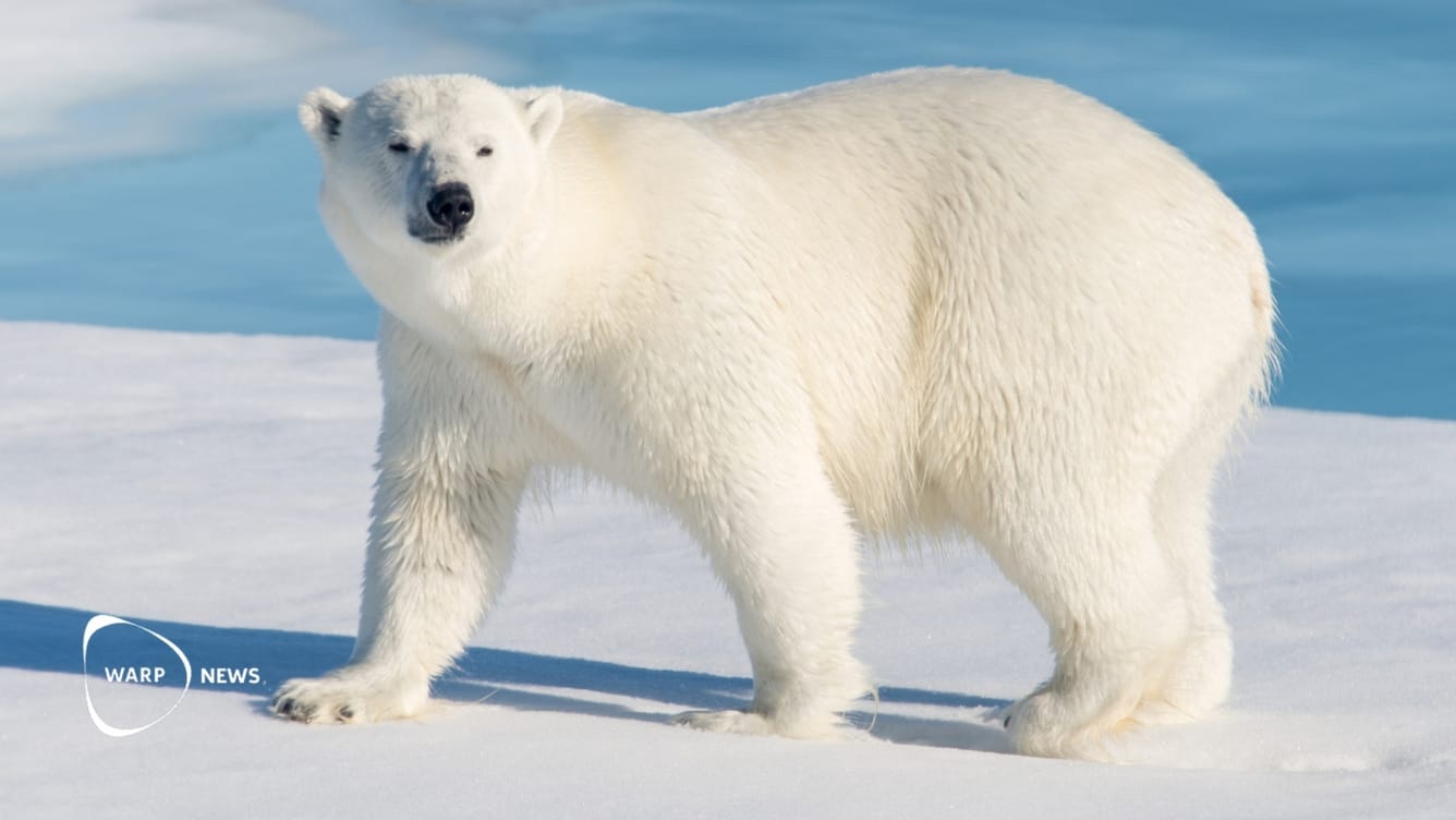 🐻 Isbjörnar på Svalbard mår allt bättre trots snabb havsisförlust