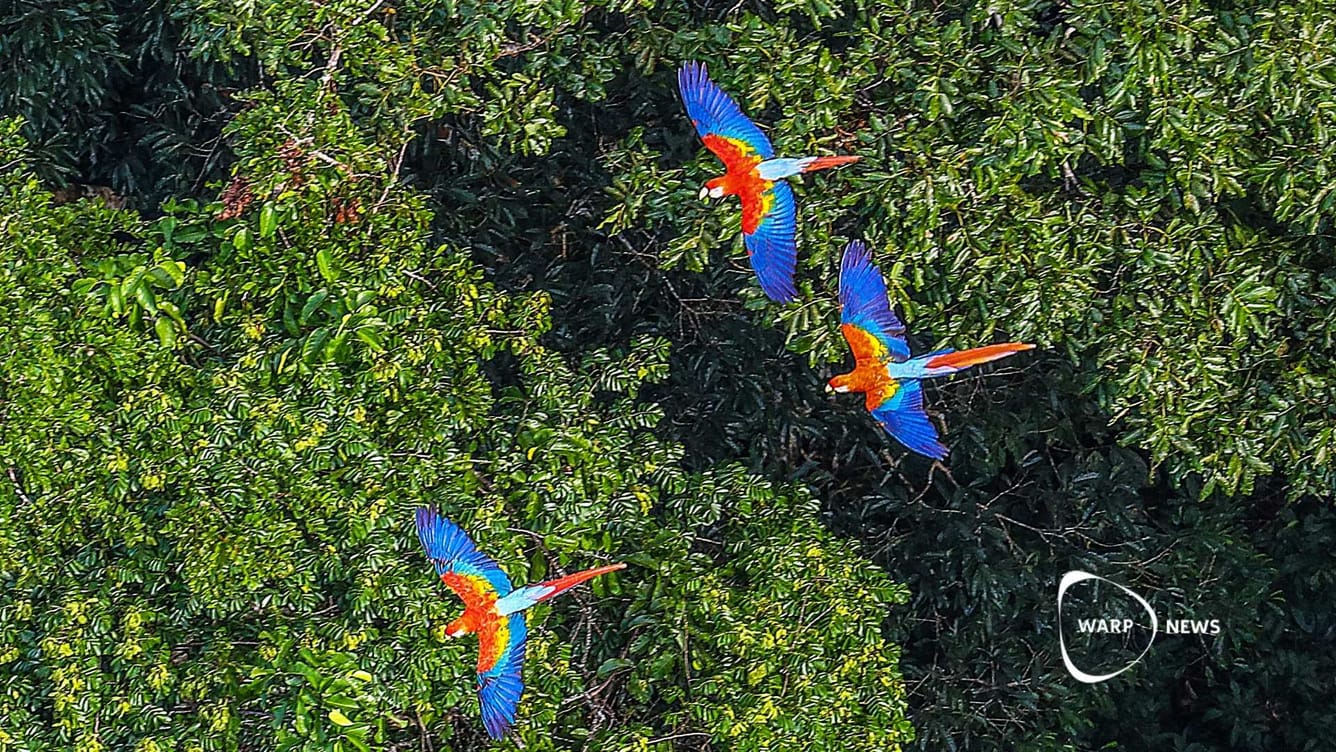 🌳 Avskogningen i Amazonas fortsätter att minska – lägsta nivån sedan 2014