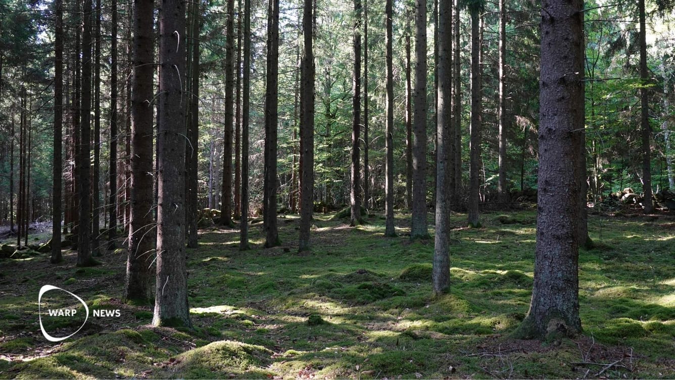 🌲 Sveriges skogar växer – varje avverkat träd ersätts med två till tre nya plantor