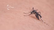 🦟 Forskare lyckas skapa myggor som blockerar malaria