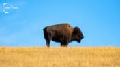 🐂 Europeiska bisonoxar har ökat från 60 till 9 000 – nu expanderar arten i Spanien
